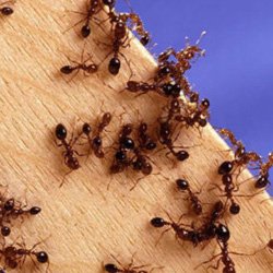 Exterminator Wayne NJ Ant Removal Services Exterminator Wayne NJ Ant Removal Services