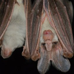 Exterminator Wayne NJ Bat Removal Services Exterminator Wayne NJ Bat Removal Services