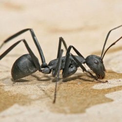 Exterminator Wayne NJ Carpenter Ant Removal Services Exterminator Wayne NJ Carpenter Ant Removal Services