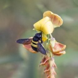 Exterminator Wayne NJ Carpenter Bee Removal Services Exterminator Wayne NJ Carpenter Bee Removal Services