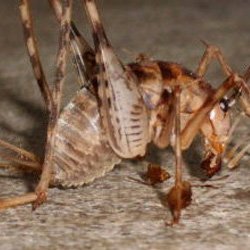 Exterminator Wayne NJ Cave Cricket Removal Services Exterminator Wayne NJ Cave Cricket Removal Services
