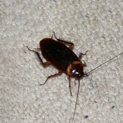 Exterminator Wayne NJ Cockroaches Removal Services Exterminator Wayne NJ Cockroaches Removal Services