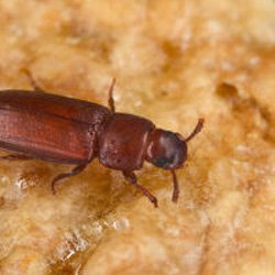 Exterminator Wayne NJ Pantry Pest Removal Services Exterminator Wayne NJ Pantry Pest Removal Services