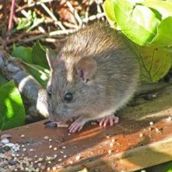 Exterminator Wayne NJ Rodent Removal Services Exterminator Wayne NJ Rodent Removal Services