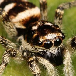 Exterminator Wayne NJ Spider Removal Services Exterminator Wayne NJ Spider Removal Services