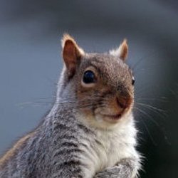Exterminator Wayne NJ Squirrels Removal Services Exterminator Wayne NJ Squirrels Removal Services