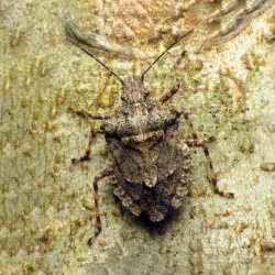 Exterminator Wayne NJ Stink Bug Removal Services Exterminator Wayne NJ Stink Bug Removal Services
