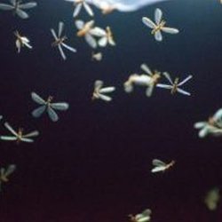 Exterminator Wayne NJ Termites Removal Services Exterminator Wayne NJ Termites Removal Services