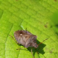 Pest Control Wayne NJ Stink Bug Removal Pest Control Wayne NJ Stink Bug Removal