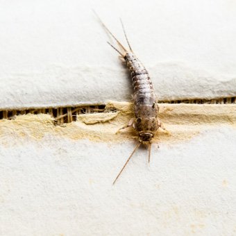 Exterminator Wayne NJ Silverfish Control Exterminator Wayne NJ Silverfish Control