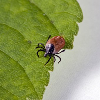 Exterminator Wayne NJ Tick Control Exterminator Wayne NJ Tick Control